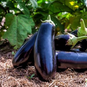 Pırlanta patlıcan tohumu atalık diamond eggplant