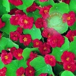 Katmerli nasturtium tohumu bodur kiraz kırmızı minus dwarf cherry rose