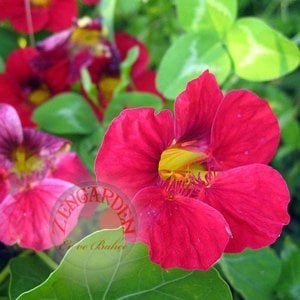 Katmerli nasturtium tohumu bodur kiraz kırmızı minus dwarf cherry rose