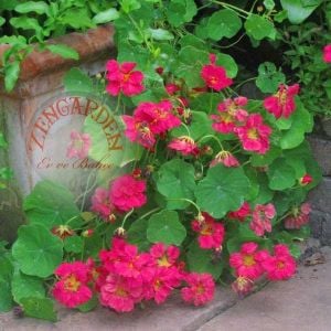Katmerli nasturtium tohumu bodur kiraz kırmızı minus dwarf cherry rose