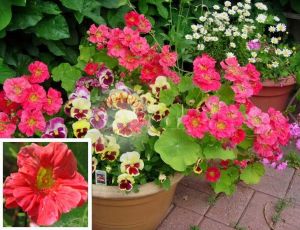 Katmerli nasturtium tohumu bodur kiraz kırmızı minus dwarf cherry rose