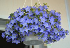 Yerli sarkan maviş çiçeği fidesi campanula