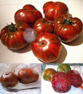 Çikolata domates tohumu geleneksel chocolate stripes tomato