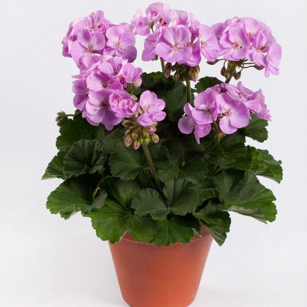 Koyu Lavanta sardunya fidesi pelargonium grandeur dark lavender