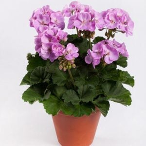 Koyu Lavanta sardunya fidesi pelargonium grandeur dark lavender