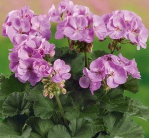 Koyu Lavanta sardunya fidesi pelargonium grandeur dark lavender