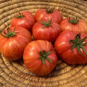 Altın sırık pembe domates tohumu Atalık Vintage Wine tomato