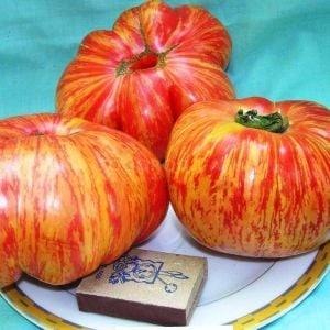 Altın sırık pembe domates tohumu Atalık Vintage Wine tomato
