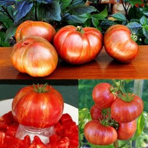 Altın sırık pembe domates tohumu Atalık Vintage Wine tomato