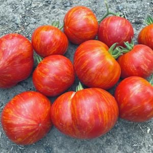 Altın sırık pembe domates tohumu Atalık Vintage Wine tomato
