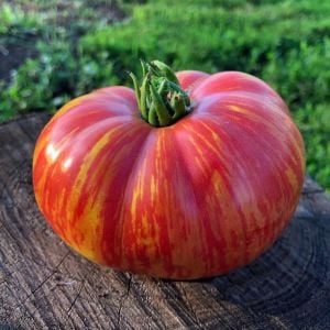 Altın sırık pembe domates tohumu Atalık Vintage Wine tomato
