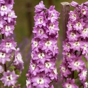 Leylak Pembe Arılı Magic Fountains hezaren çiçeği tohumu