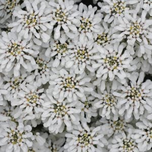 Beyaz iberis tohumu bodur sempervivens