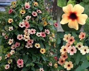 Karagözlü suzan sarmaşığı fidesi thunbergia alata terracotta