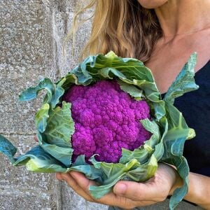 İtalyan mor karnabahar tohumu Atalık