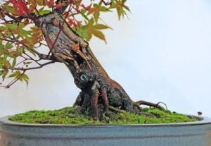 Japanese maple acer atropurpureum japon akçaağaç tohumu