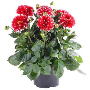 Yıldız çiçeği fidesi dalya dahlia lubega power red white