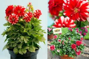 Yıldız çiçeği fidesi dalya dahlia lubega power red white
