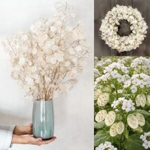 Lunaria annua Alba Beyaz Sedef Çiçeği tohumu
