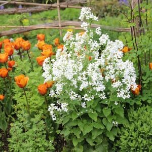 Lunaria annua Alba Beyaz Sedef Çiçeği tohumu