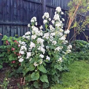 Lunaria annua Alba Beyaz Sedef Çiçeği tohumu
