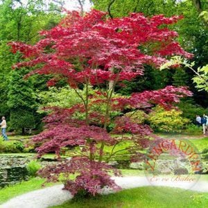 Acer atropurpureum cv. japanese maple bloodgood iyikan akçaağaç tohumu