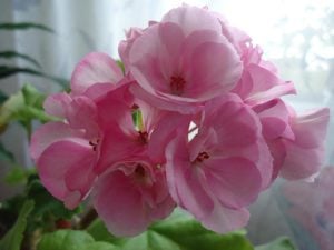 Blush sardunya fidesi ithal grandeur power blush