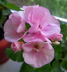 Blush sardunya fidesi ithal grandeur power blush
