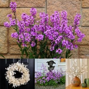 Mor sedef çiçeği tohumu – Lunaria annua Violet
