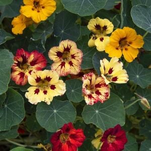 Bloody Mary Latin çiçeği tohumu – Tropaeolum minus