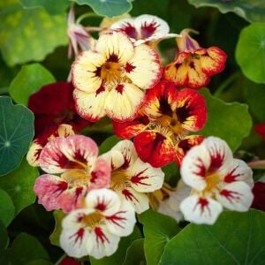 Bloody Mary Latin çiçeği tohumu – Tropaeolum minus