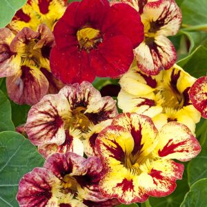 Bloody Mary Latin çiçeği tohumu – Tropaeolum minus