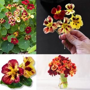 Bloody Mary Latin çiçeği tohumu – Tropaeolum minus