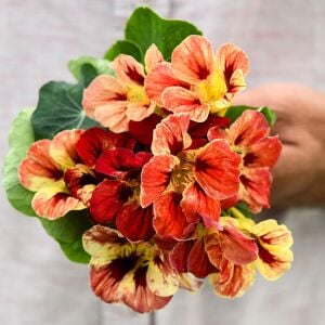 Bloody Mary Latin çiçeği tohumu – Tropaeolum minus