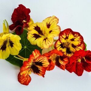 Bloody Mary Latin çiçeği tohumu – Tropaeolum minus
