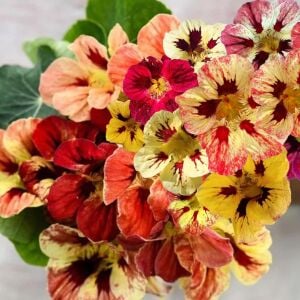 Bloody Mary Latin çiçeği tohumu – Tropaeolum minus