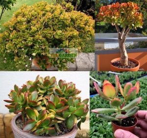 Crassula ovata hummel's sunset para ağacı sukulent
