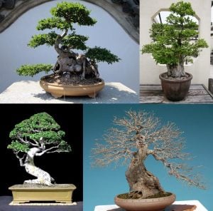 Ulmus parvifolia chinese elm çin karaağacı tohumu