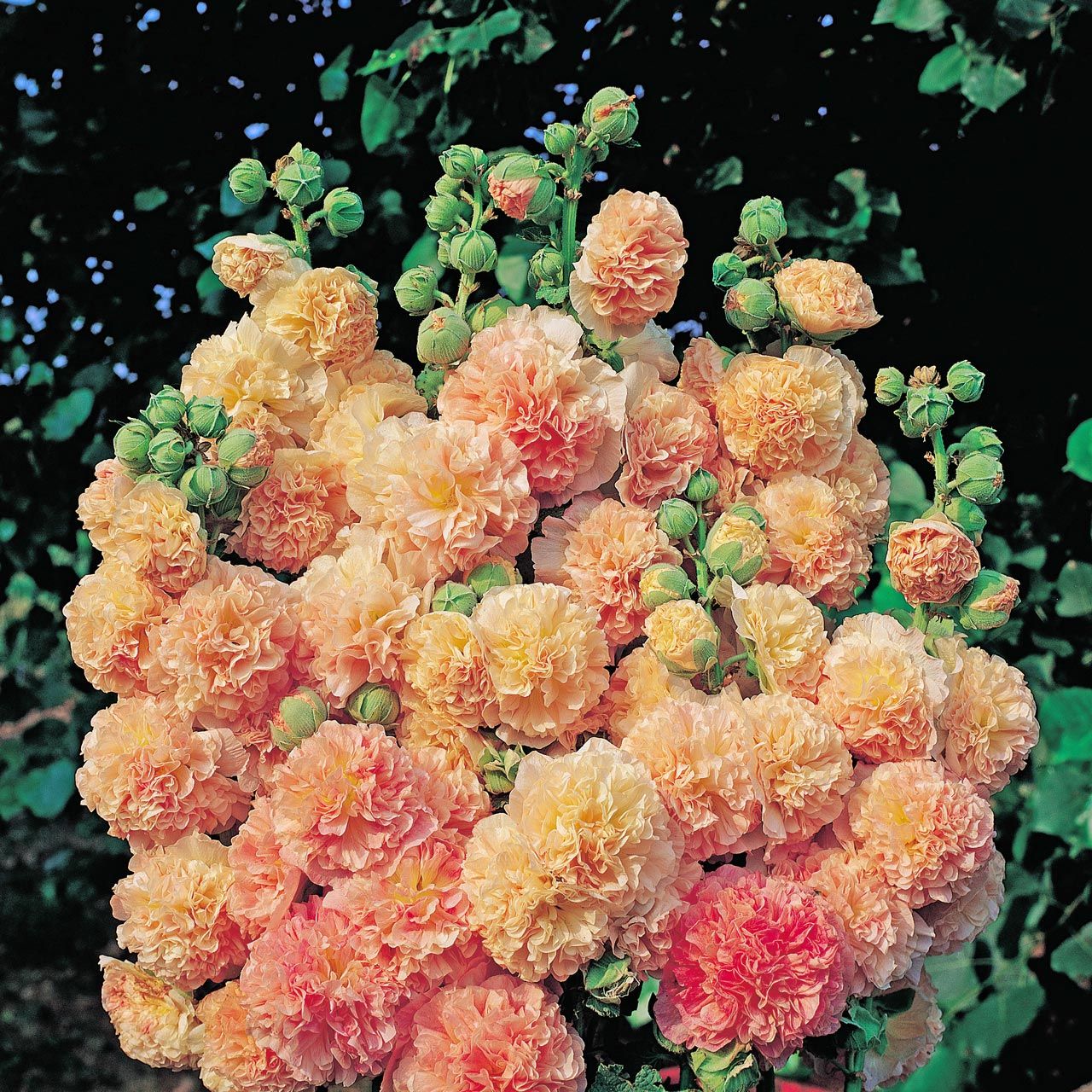 Peaches n dreams gülhatmi tohumu alcea katmerli şeftali renkli