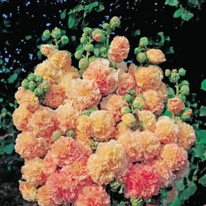 Peaches n dreams gülhatmi tohumu alcea katmerli şeftali renkli