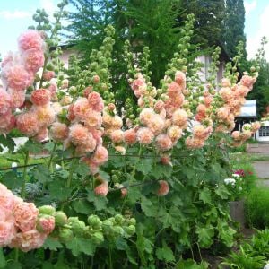 Peaches n dreams gülhatmi tohumu alcea katmerli şeftali renkli