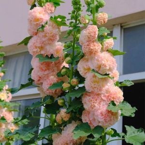 Peaches n dreams gülhatmi tohumu alcea katmerli şeftali renkli