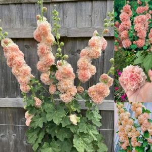 Peaches n dreams gülhatmi tohumu alcea katmerli şeftali renkli