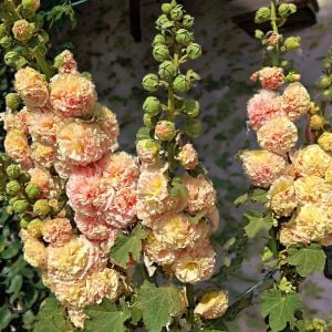 Peaches n dreams gülhatmi tohumu alcea katmerli şeftali renkli