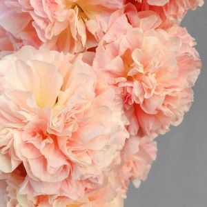 Peaches n dreams gülhatmi tohumu alcea katmerli şeftali renkli