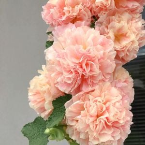 Peaches n dreams gülhatmi tohumu alcea katmerli şeftali renkli