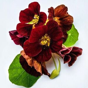 Black Velvet Latin çiçeği tohumu – Tropaeolum minus