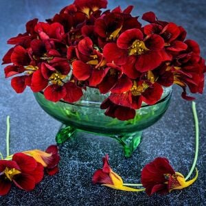Black Velvet Latin çiçeği tohumu – Tropaeolum minus
