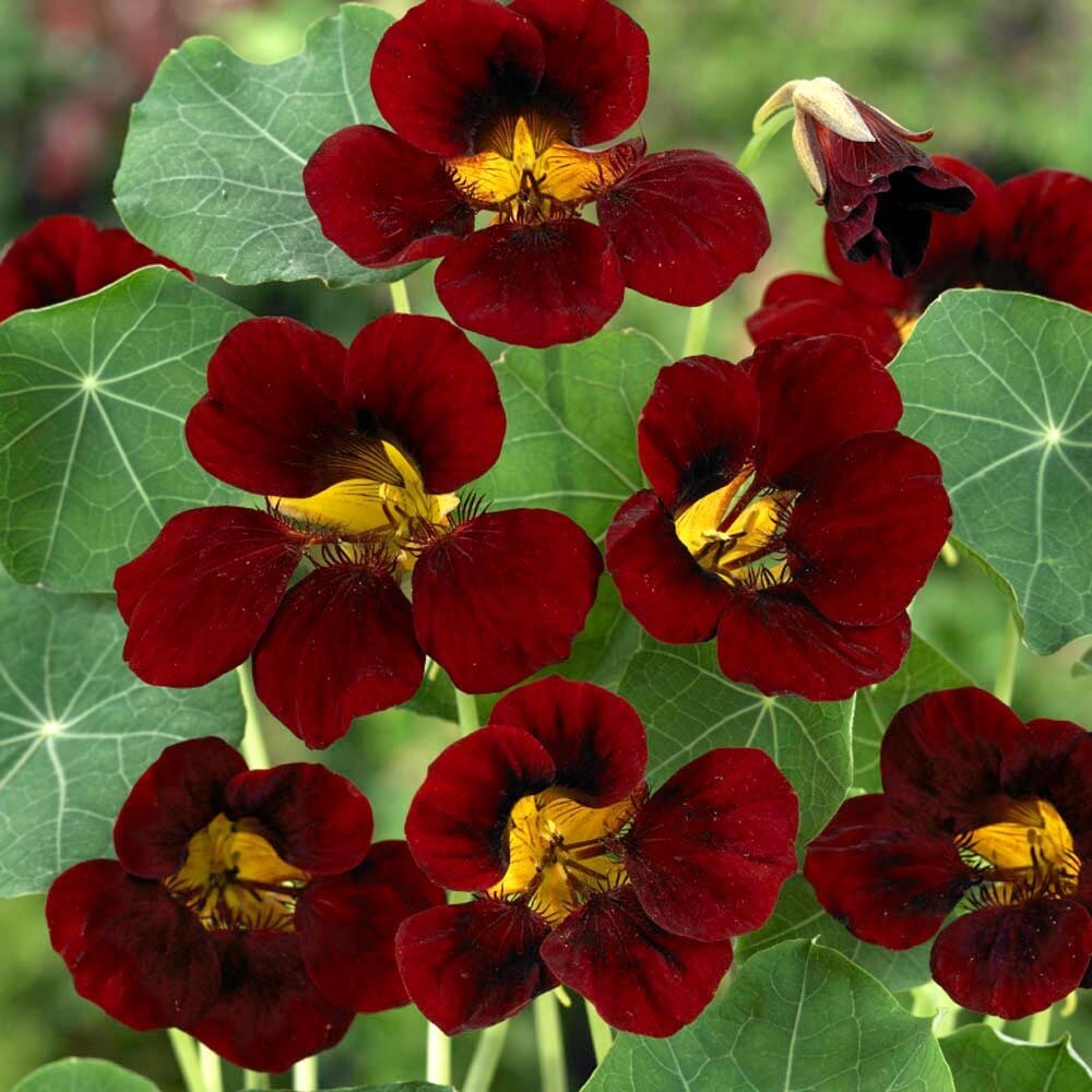 Black Velvet Latin çiçeği tohumu – Tropaeolum minus