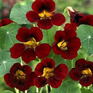 Black Velvet Latin çiçeği tohumu – Tropaeolum minus